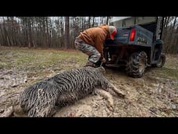 We Can’t load the hog. Bad beaver hunting. My house is smoked.