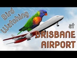 Bird Watching at Brisbane Airport, Australia