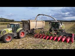 Lieskolven met Claas Jaguar 970  Melkveeb. Straathof Wagenborgen  4K.