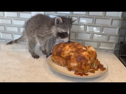 Baby raccoon learns how to eat real food!  (how to ween a baby raccoon)