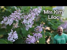 'Miss Kim' Lilac - Syringa pubescens subsp. patula 'Miss Kim