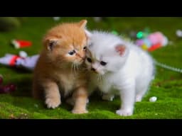 Kittens playing on the grass with animals: Dogs, rabbits, cows, mice - Cats meowing