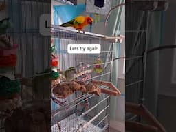 My Quaker Parrot Keeps Closing Cage Door On Me 😡😱 #birds #funnybirbs #funnyanimals #pets