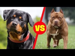 Rottweiler vs Pitbull: Key Differences Explained