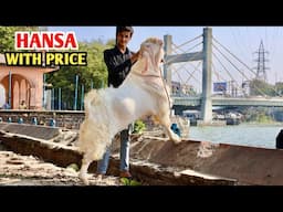 Hansa Bakra Full Tayyar With Open Price At Almaz Goat’s