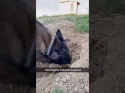 What did he burry in there ? #dog #belgianmalinoisdog #belgianmalinois #digging