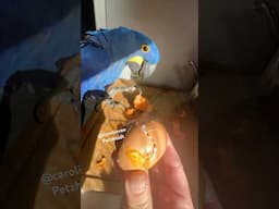 Hyacinth Macaws reaction tasting a half boiled egg for the first time!