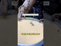 Ants vs geckos!