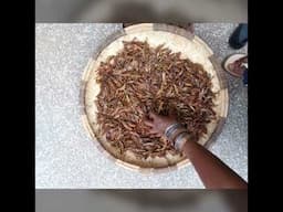 Ishwa in Shona or flying termites is  delicacy in Zimbabwe.