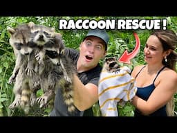 RESCUED BABY RACCOONS ABANDONED BY MOTHER ! WILL THEY SURVIVE ?!