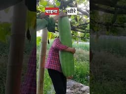 चाइना की अनोखे सब्जियाॅ । China cucumber..#youtubeshorts