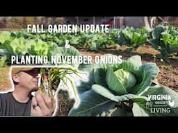 Virginia Fall Garden Update - Planting Fall/Winter Onions In November