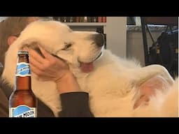 Funniest DOGS Videos 2025 That Will Have You Laughing All Day 😂