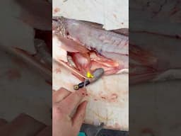 Redfish had MULTIPLE BAITS in his stomach!!😳😳 #fishing #shorts #saltwater #saltlife