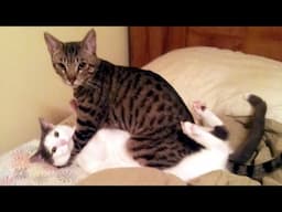 Funniest CATS & DOGS will BRIGHTEN YOUR DAY