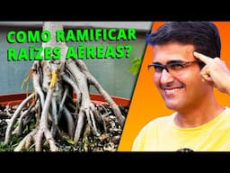 Como Ramificar Raízes Aéreas em Ficus - Técnica Especial de Bonsai!!!