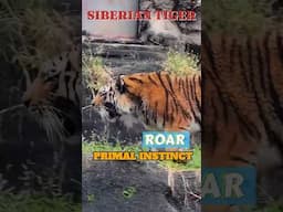 Siberian Tiger -  Roar, Primal Instinct #tiger #roar #shorts #trending #viralvideo #fyp