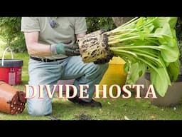 How to Divide or Split Hosta to Multiply your Plants