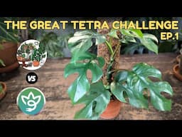 the plant battle returns....THE GREAT TETRA CHALLENGE