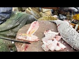 GROUPER FISH CUTTING | FISH CUTTING SKILLS | FISH CUTTING VIDEOS #KASIMEDU | UK SONS MARINE