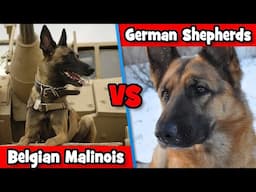 German Shepherds Vs Belgian Malinois: Which Dog Breed Is The BEST? | DoggOwner