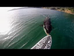 TOP TEN Killer Whale (Orca) Encounters Caught On Tape