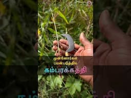 🌾முன்னோர்கள் பயன்படுத்திய கம்பரக்கத்தி 🔪 MudPot Channel