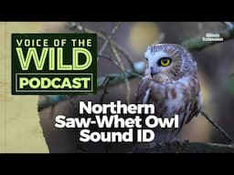 Episode 40: Northern Saw-Whet Owl – Voice of the Wild