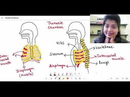 Breathing Mechanism | Breathing and exchange of gases NCERT | NEET