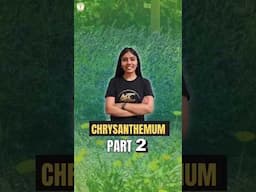 || Chrysanthemum Part 2 ||