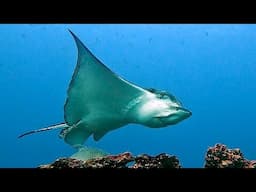 Curious spotted eagle ray slows to make eye contact with scuba diver