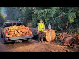 3 More Days of Roadside Firewood Gathering from the National Forest