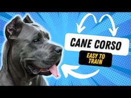 Are Cane Corso Easy To Train?