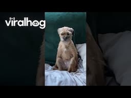 Look at How My Dog Sits || ViralHog