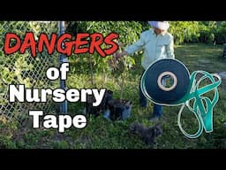 Dangers of Nursery Tape for Mango Trees