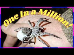 Spider Video Went Viral!