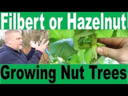 Growing Filbert or Hazelnut Trees in Your Yard - Tips for nut trees and an overview of hazelnuts