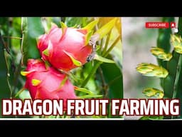 Dragon Fruit Farming | How to Grow Dragon Fruit Step by Step | Dragon Fruit Cultivation Tips