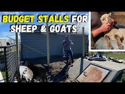 DIY Budget Stalls for Sheep & Goats 🐏🐐 Easy & Affordable!