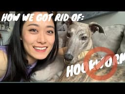 HOOKWORM (DRUG RESISTANT) IN GREYHOUNDS