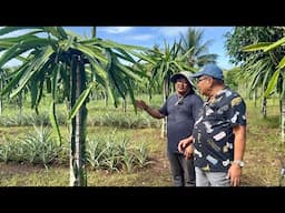 Practical Tips sa Dragon Fruit Farming + Bakit Hindi Problem ang Market nila?