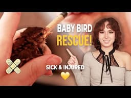 How to Rescue a Sick and Injured Baby House Sparrow | Save and Nurse It Back to Good Health