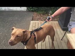 How to stop dog aggressive behavior towards people? Quickly and easily