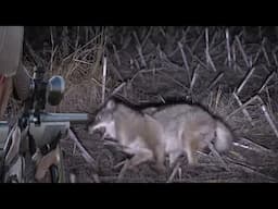 Coyote Hunting in the Dark of Night Part 2