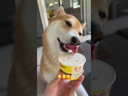 Shiba Inu Enjoying Ice Cream 🥰