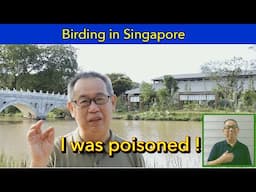 Birding in Singapore - Return to the field.