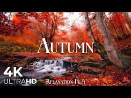 Autumn 4K - 12 Hours of Deep Relaxing Music | Relaxation Film | Nature Video Ultra HD