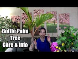 Bottle Palm Tree Care & Info (Hyophorbe lagenicaulis)