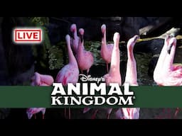 🔴LIVE: Disney's Animal Kingdom - Walt Disney World Live Stream 🦁🐵🦒