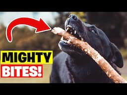 Top 10 Dog Breeds With Strongest Bite Force